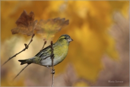 <p>ČÍŽEK LESNÍ (Carduelis spinus) ------- /Eurasian siskin - Erlenzeisig/</p>